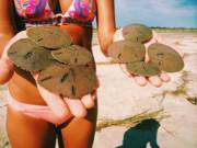 Sand dollars