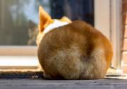 Corgi butts drive me nuts!