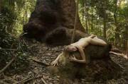 Sleeping wild female under a giant tree, taken by park rangers